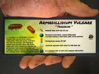 Thumbnail for Armadillidium Vulgare Tangerine Isopod Bin Label