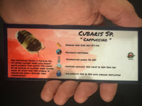 Thumbnail for Cubaris Sp. Cappuccino Isopod Bin Label