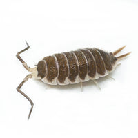 Thumbnail for Porcellio Hoffmannseggii Chocolate XL Titan Isopod
