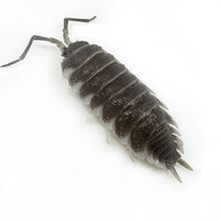 Thumbnail for Porcellio Hoffmannseggii Chocolate XL Titan Isopod