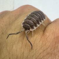 Thumbnail for Porcellio Hoffmannseggii Chocolate XL Titan Isopod