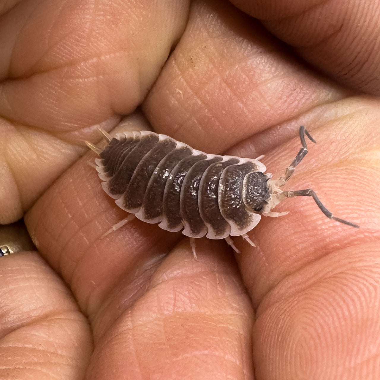 Porcellio Hoffmannseggii Chocolate XL Titan Isopod