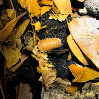 Thumbnail for Cubaris Sp. Citrus Panda King