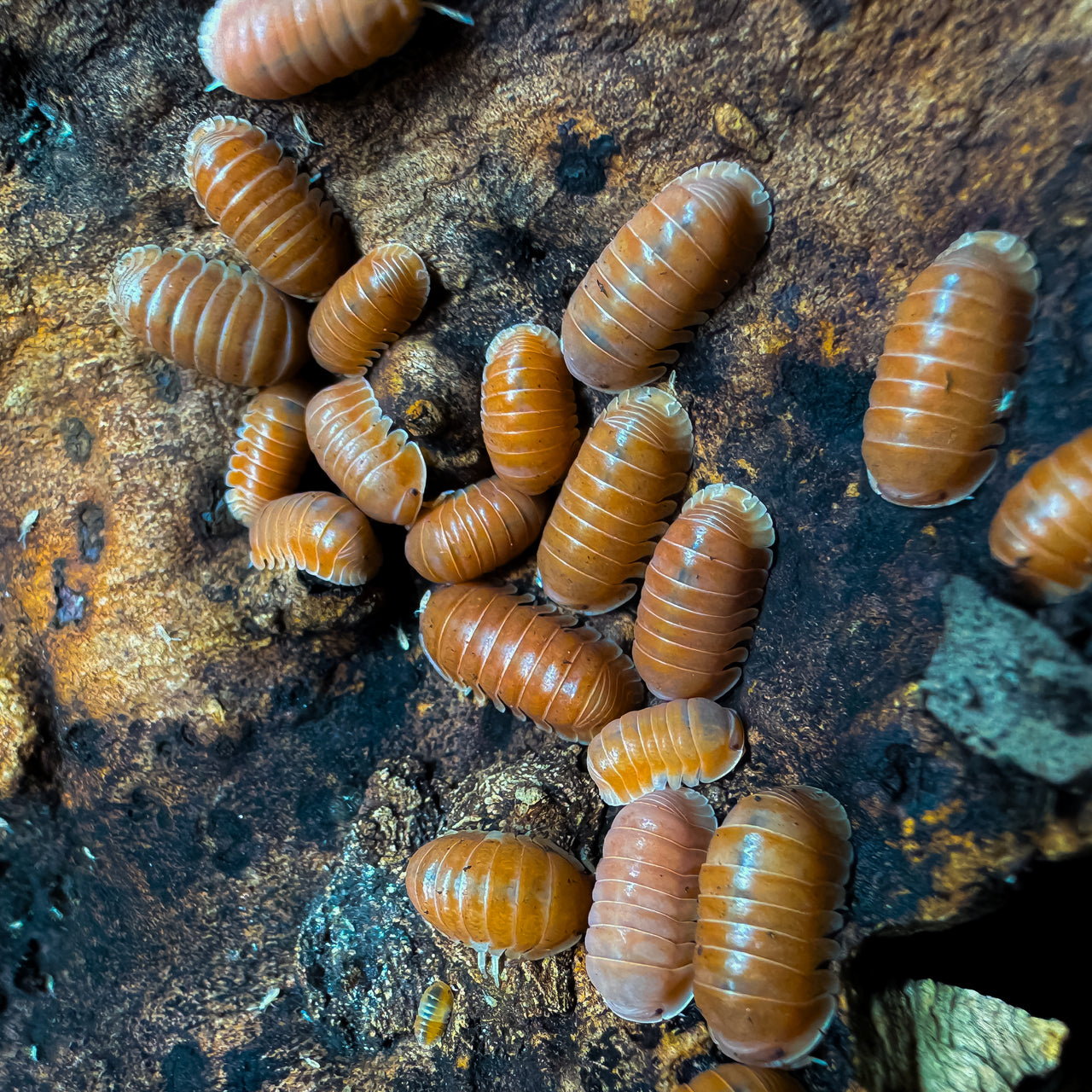 Cubaris Sp. Citrus Panda King