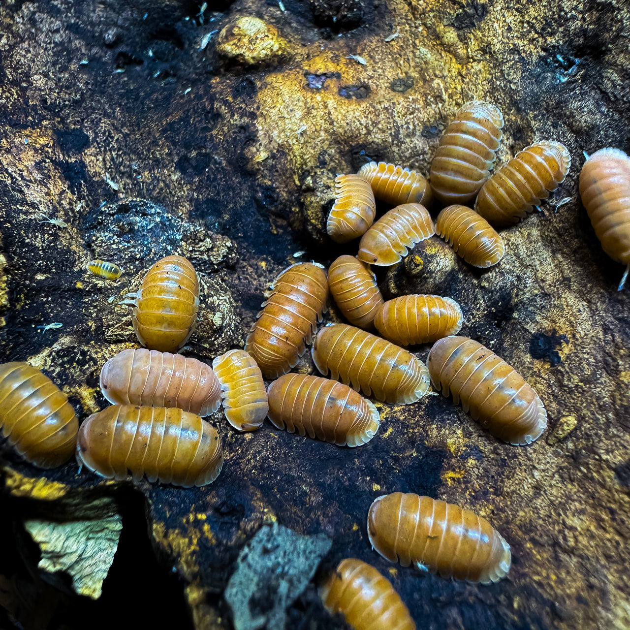Cubaris Sp. Citrus Panda King