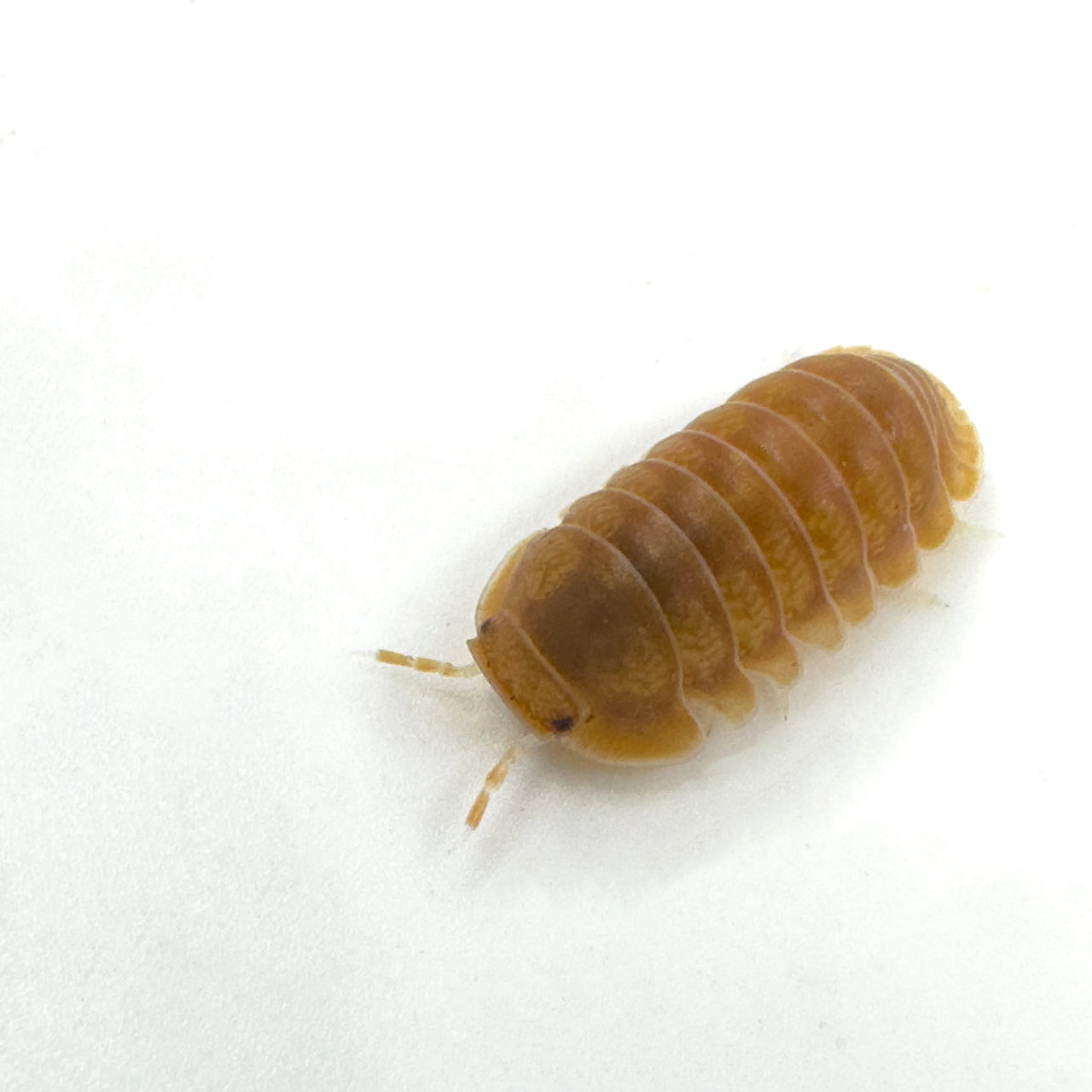 Cubaris Sp. Citrus Panda King