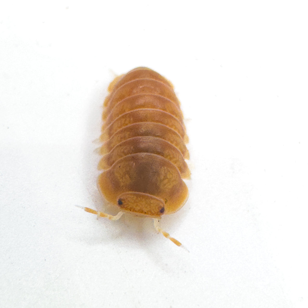 Cubaris Sp. Citrus Panda King