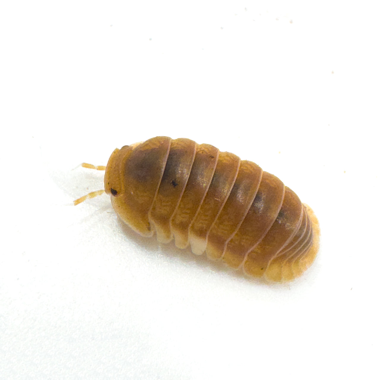Cubaris Sp. Citrus Panda King