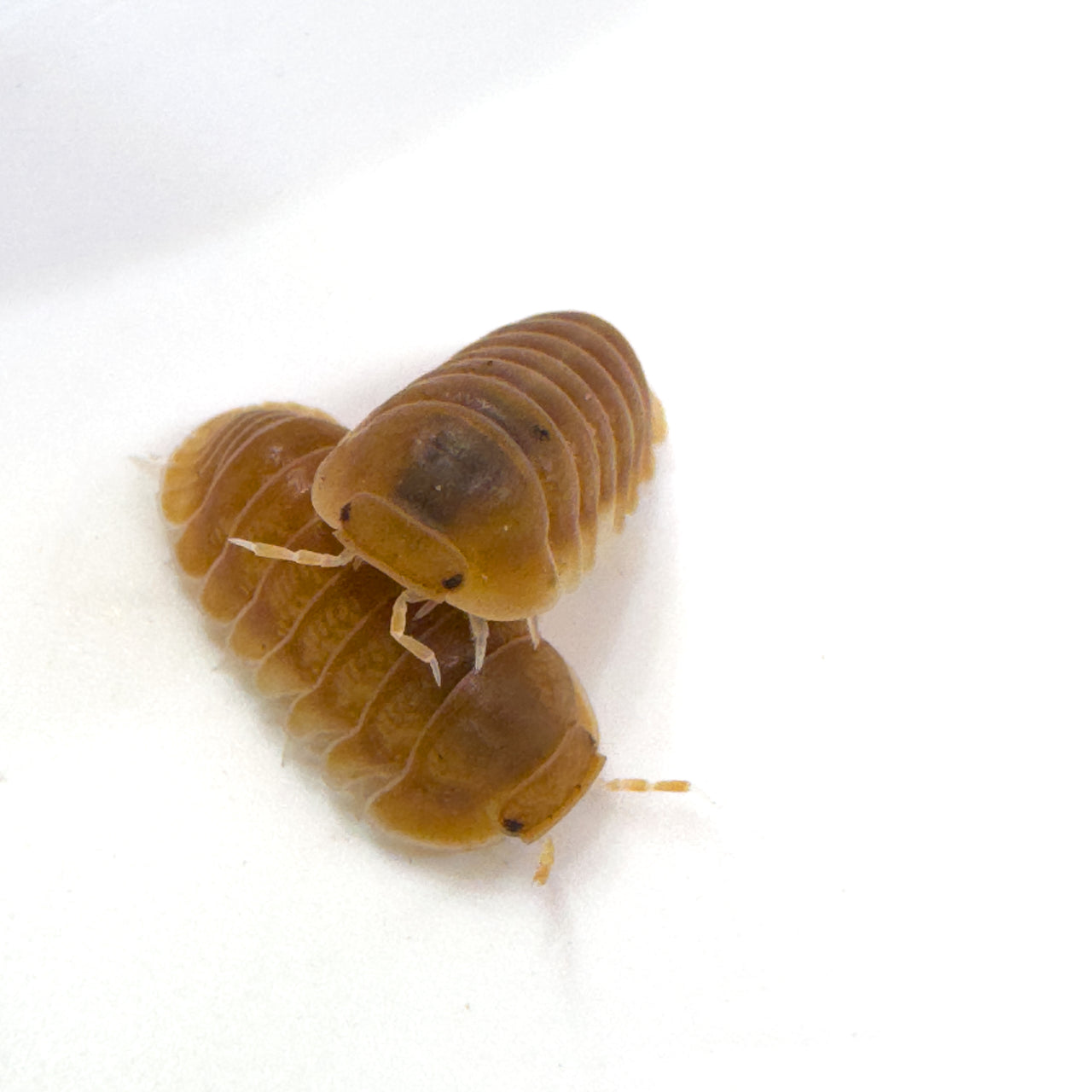 Cubaris Sp. Citrus Panda King