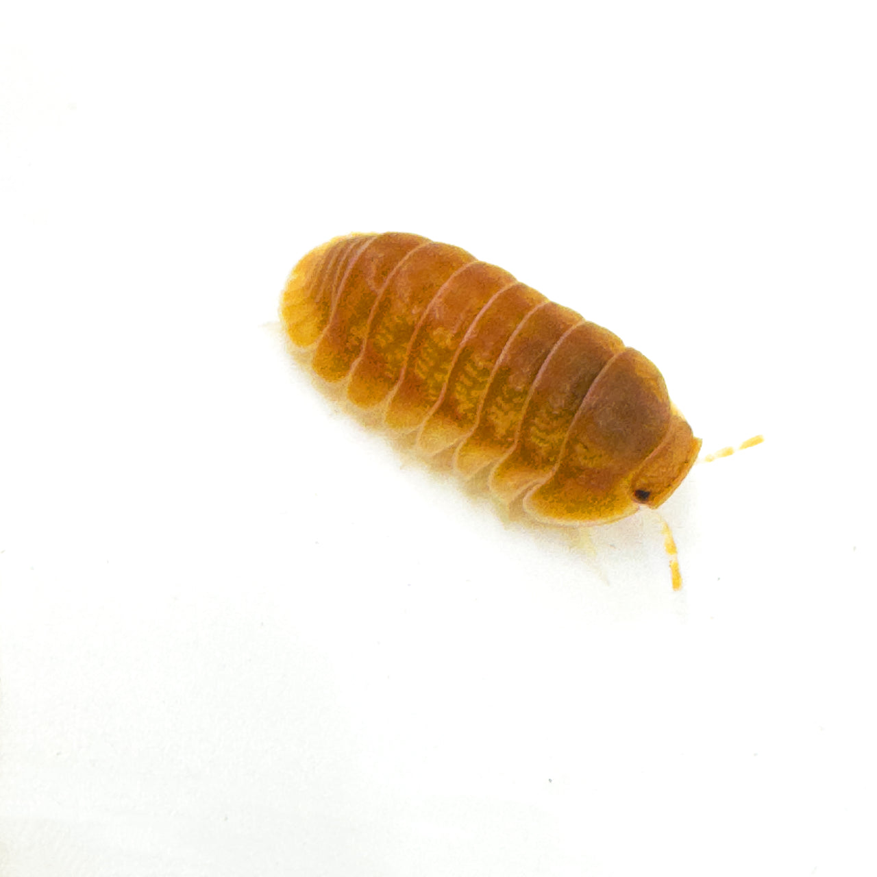 Cubaris Sp. Citrus Panda King