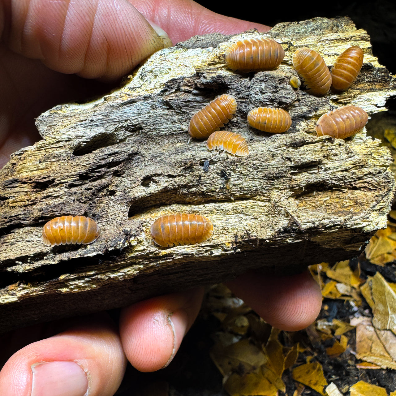 Cubaris Sp. Citrus Panda King