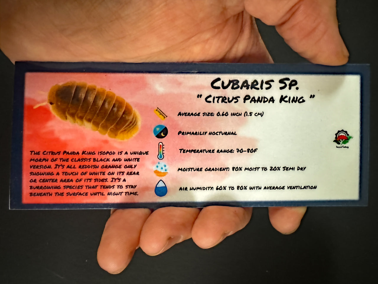 Cubaris Sp. Citrus Panda King Isopod Bin Label