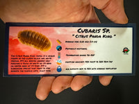 Thumbnail for Cubaris Sp. Citrus Panda King Isopod Bin Label
