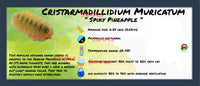 Thumbnail for Armadillidium Cristarmadillidium Spiky Pineapple Orange Isopod Bin Label