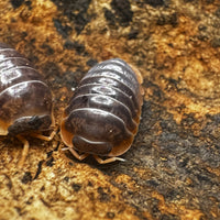 Thumbnail for Cubaris Iriomotensis Miyako 