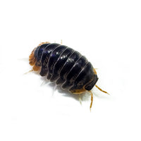 Thumbnail for Cubaris Iriomotensis Miyako 