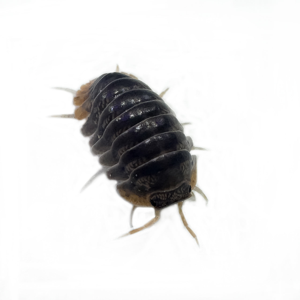 Cubaris Iriomotensis Miyako "Japanese Red Edge"