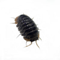 Thumbnail for Cubaris Iriomotensis Miyako 