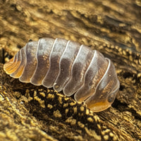 Thumbnail for Cubaris Iriomotensis Miyako 