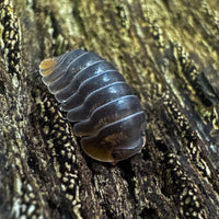 Thumbnail for Cubaris Iriomotensis Miyako 