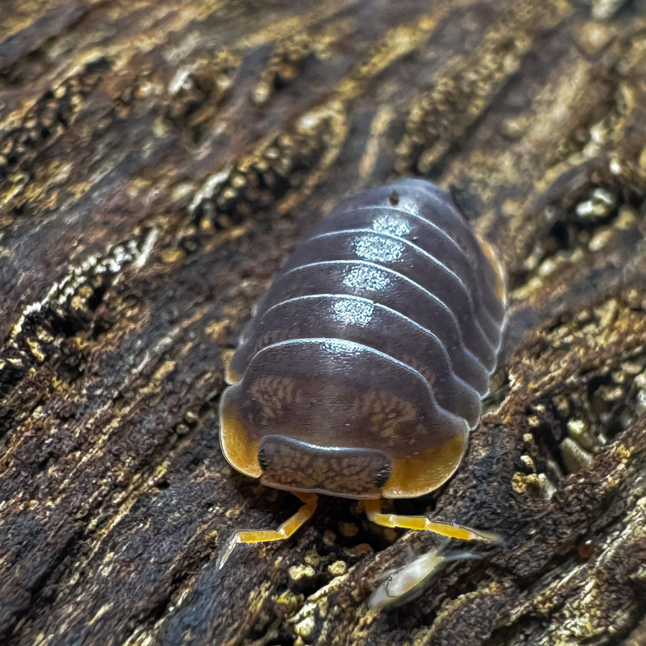 Cubaris Iriomotensis Miyako "Japanese Red Edge"