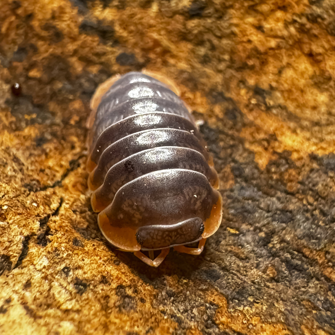 Cubaris Iriomotensis Miyako "Japanese Red Edge"