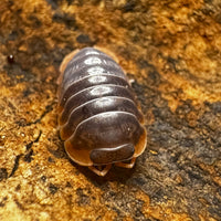 Thumbnail for Cubaris Iriomotensis Miyako 