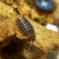 Thumbnail for Cubaris Iriomotensis Miyako 