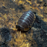 Thumbnail for Cubaris Iriomotensis Miyako 