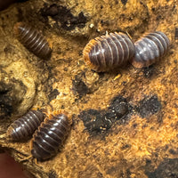 Thumbnail for Cubaris Iriomotensis Miyako 