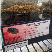 Thumbnail for Cubaris Sp. Miyako Isopod Bin Label