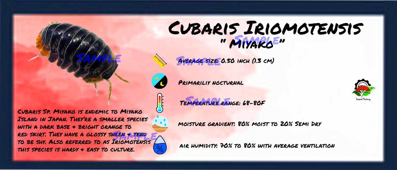 Cubaris Sp. Miyako Isopod Bin Label