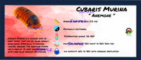 Thumbnail for Cubaris Murina Anemone Isopod Bin Label