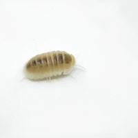 Thumbnail for Cubaris Murina- Glacier