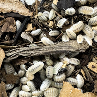 Thumbnail for Cubaris Murina- Glacier