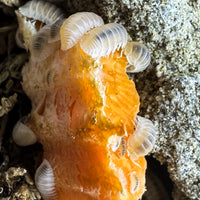Thumbnail for Cubaris Murina- Glacier