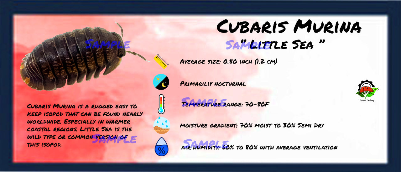 Cubaris Murina Little Sea Isopod Bin Label