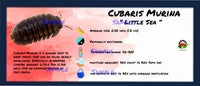 Thumbnail for Cubaris Murina Little Sea Isopod Bin Label