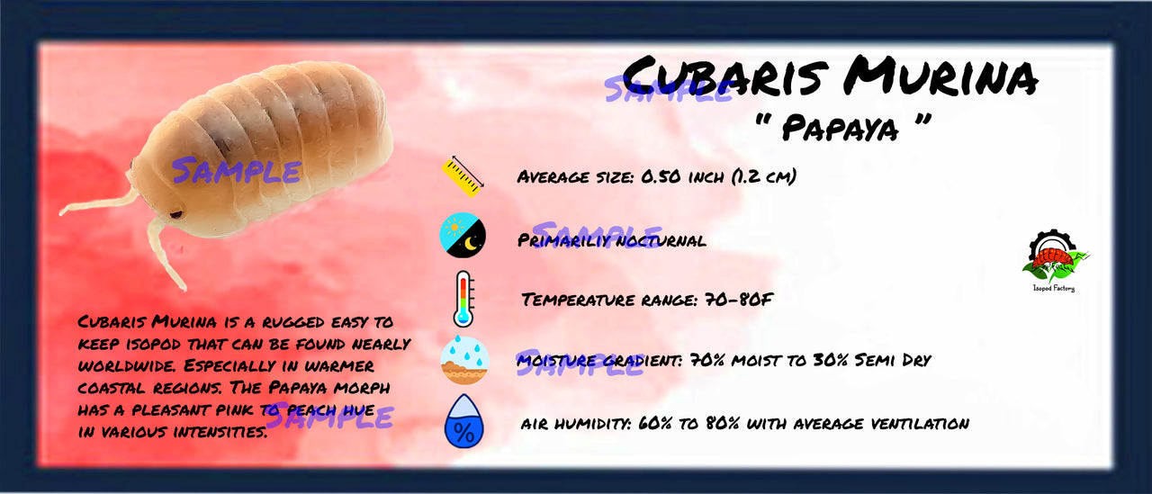 Cubaris Murina Papaya Isopod Bin Label