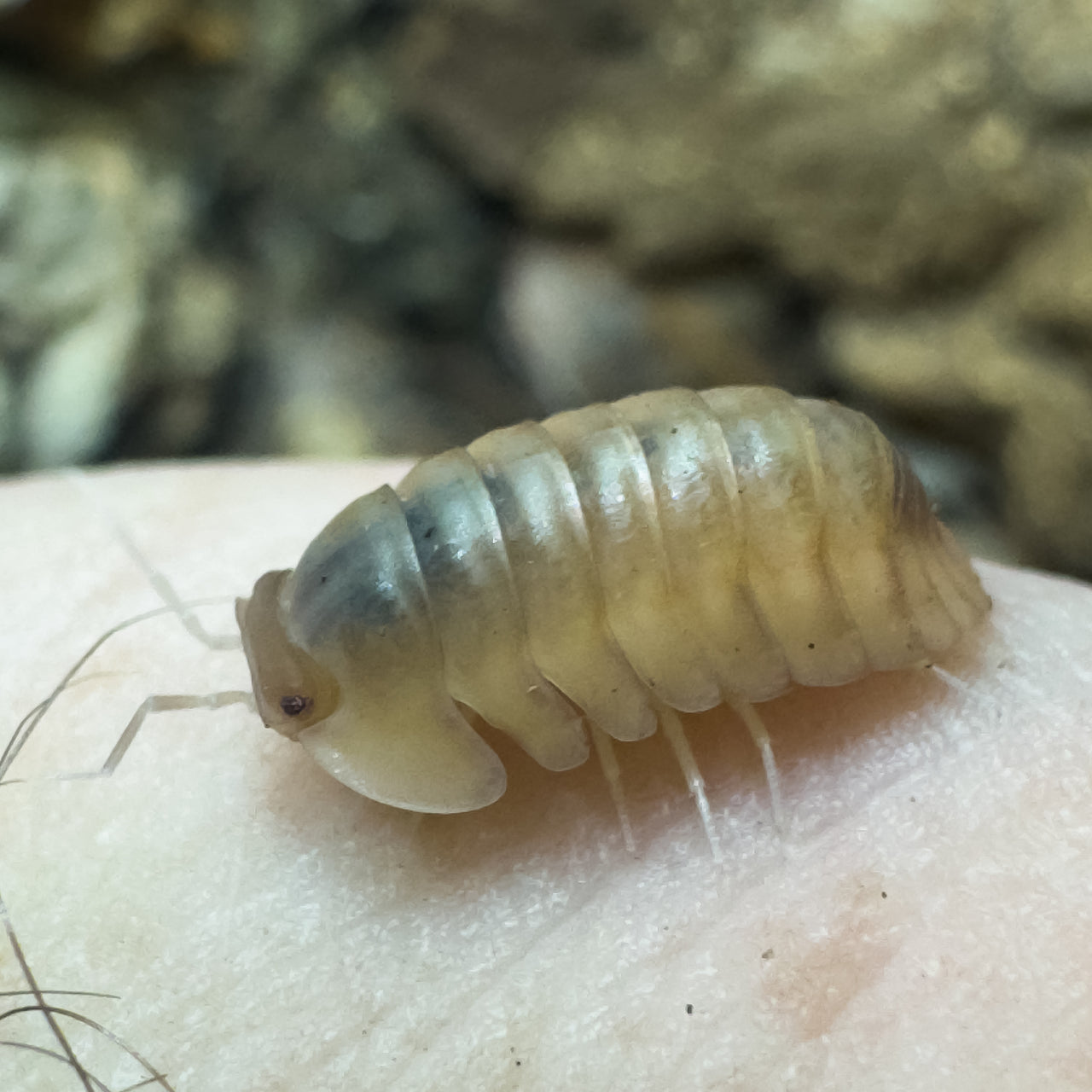 Cubaris Sp. Albino Red Edge