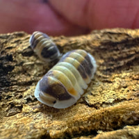 Thumbnail for Cubaris Sp. Cappuccino