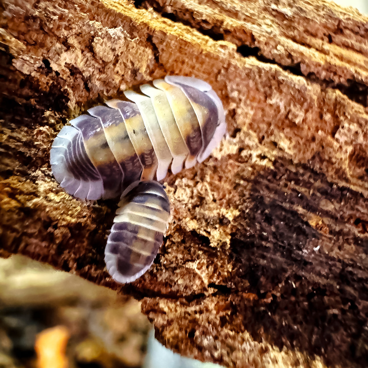 Cubaris Sp. Cappuccino