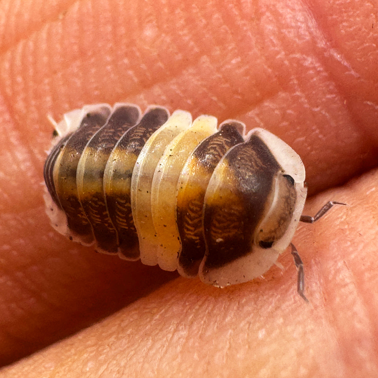 Cubaris Sp. Cappuccino