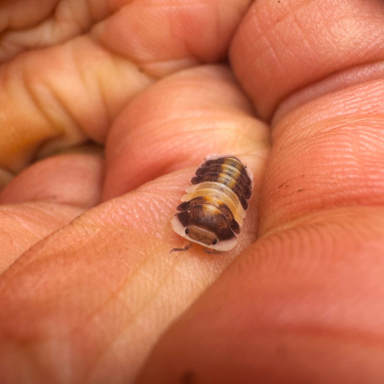 Cubaris Sp. Cappuccino