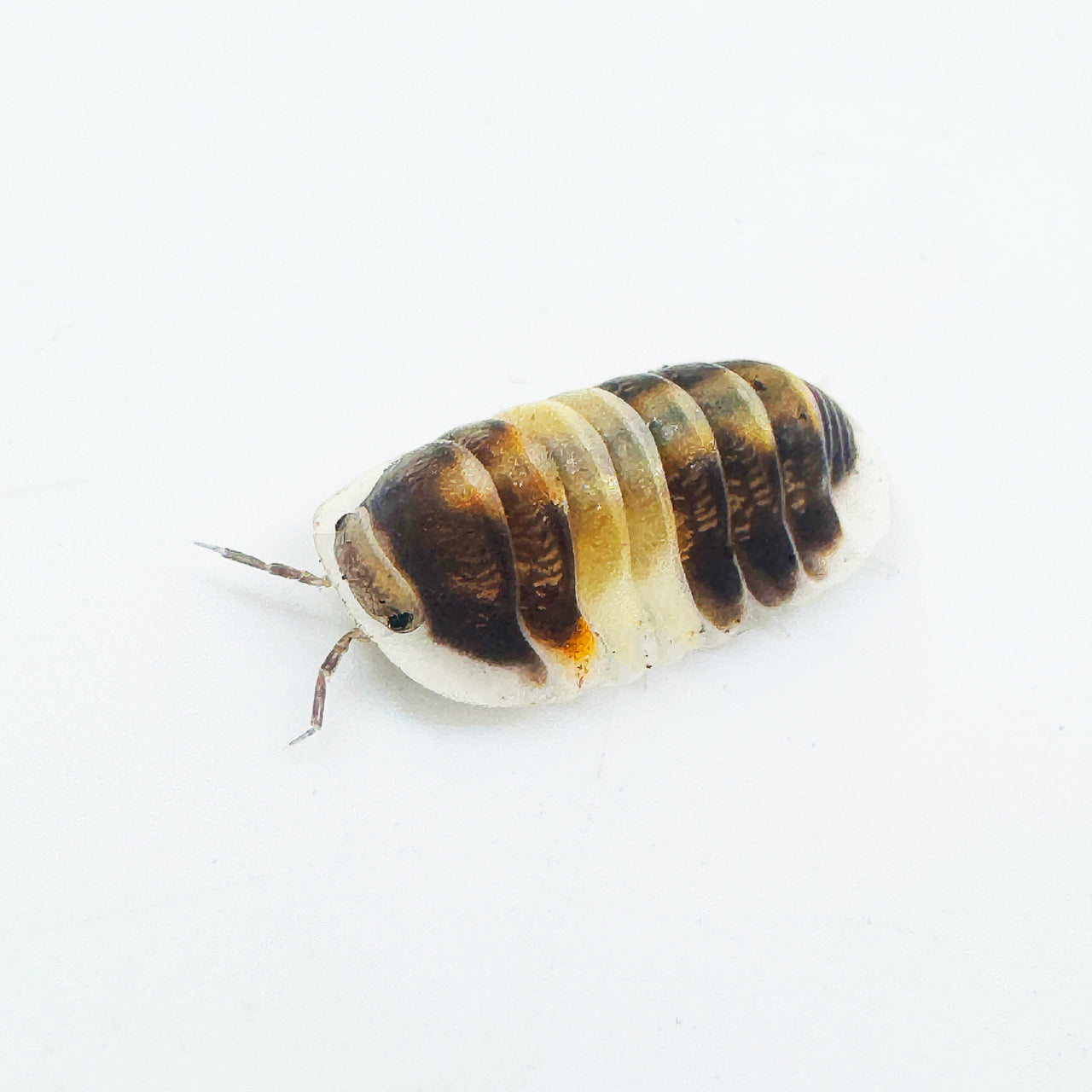 Cubaris Sp. Cappuccino