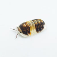 Thumbnail for Cubaris Sp. Cappuccino