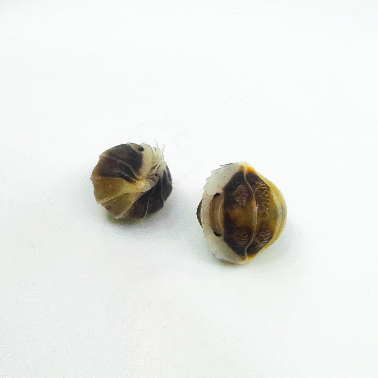 Cubaris Sp. Cappuccino