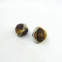 Thumbnail for Cubaris Sp. Cappuccino