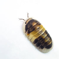 Thumbnail for Cubaris Sp. Cappuccino
