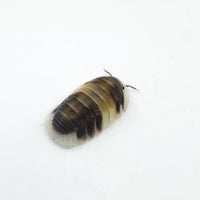 Thumbnail for Cubaris Sp. Cappuccino